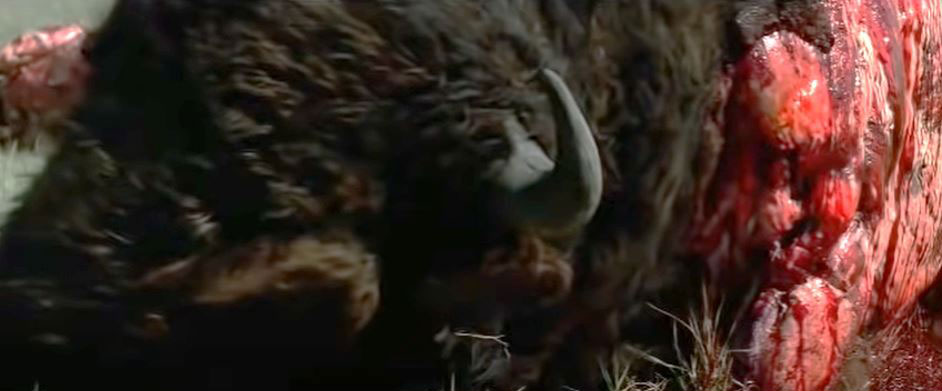 Dances-With-Wolves-Buffalo-Head-3 Dances-With-Wolves-Buffalo-Head-3