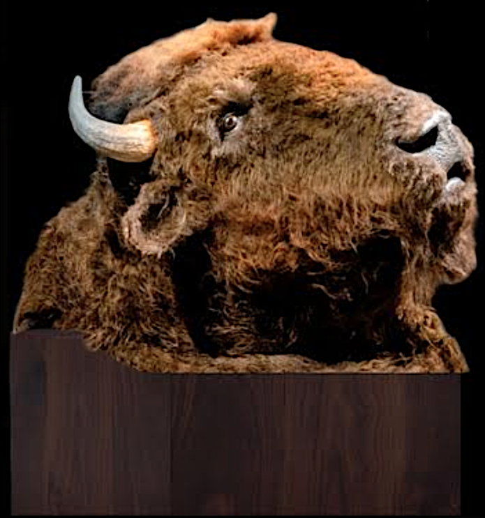 Dances with Wolves Buffalo Head Prop