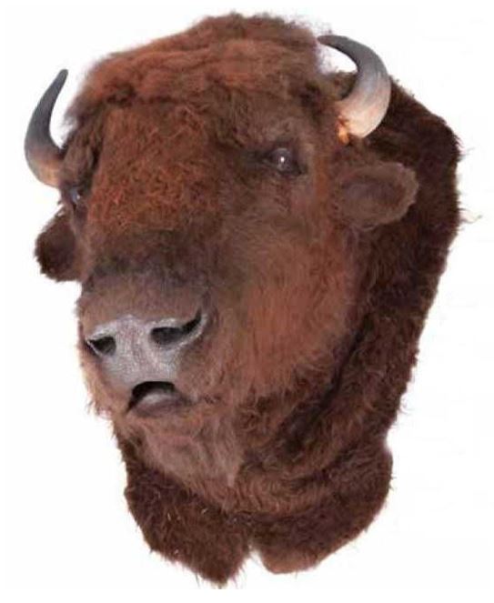 Dances With Wolves Buffalo Head Original Dances With Wolves Buffalo Head Original